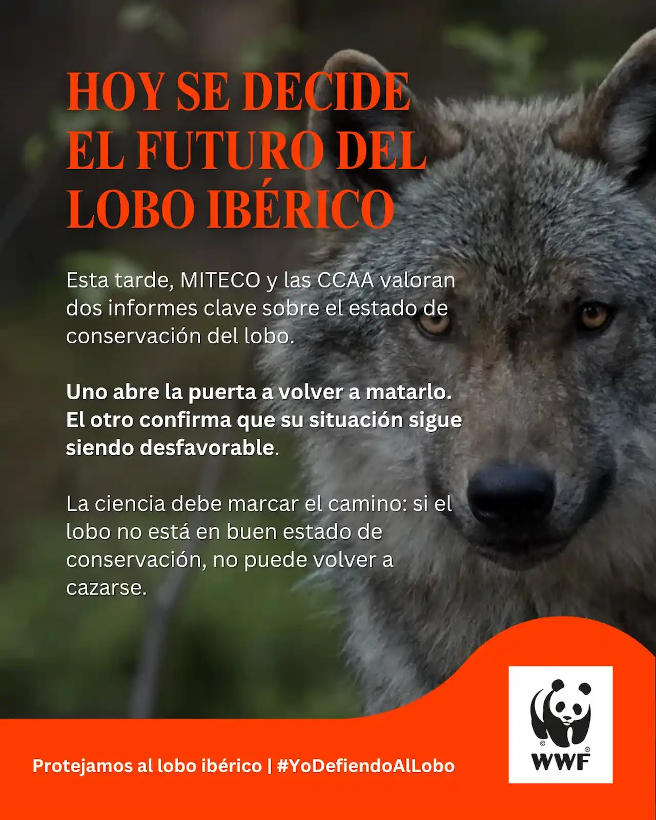 'Hoy se decide el futuro del lobo ibérico' / Imagen: WWF