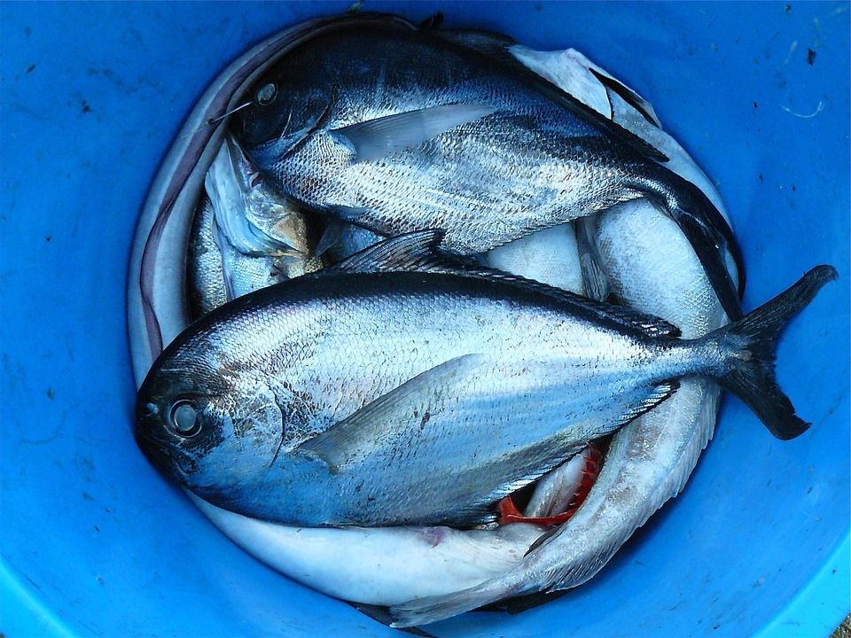 La toxina se va acumulando en los peces depredadores, que son consumidos por los humanos. El cambio climático y la sobrepesca / Foto: Survivor