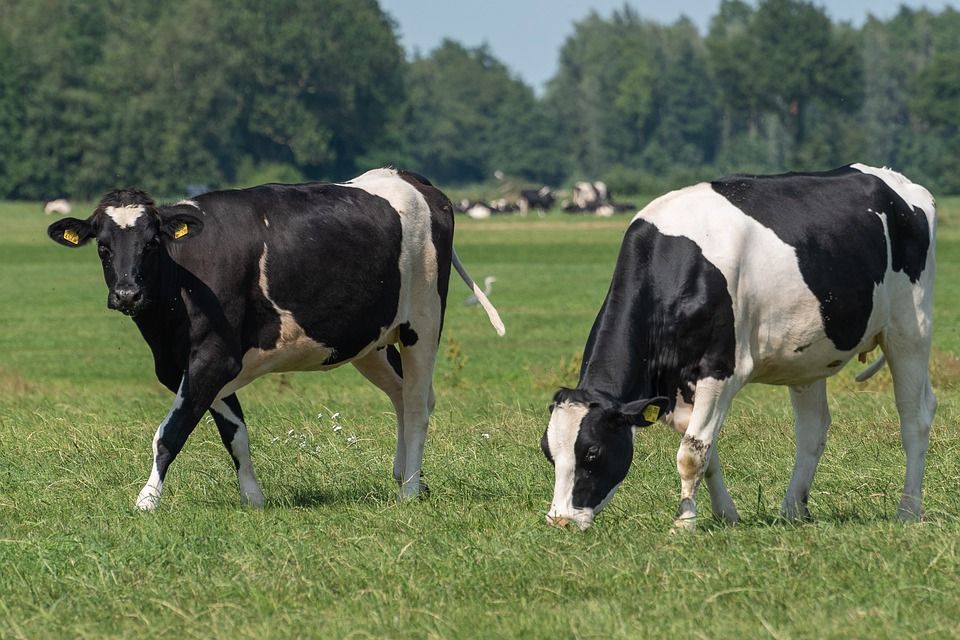 Al digerir la hierba, las vacas generan una gran cantidad de metano / Foto: Kobus van Leer