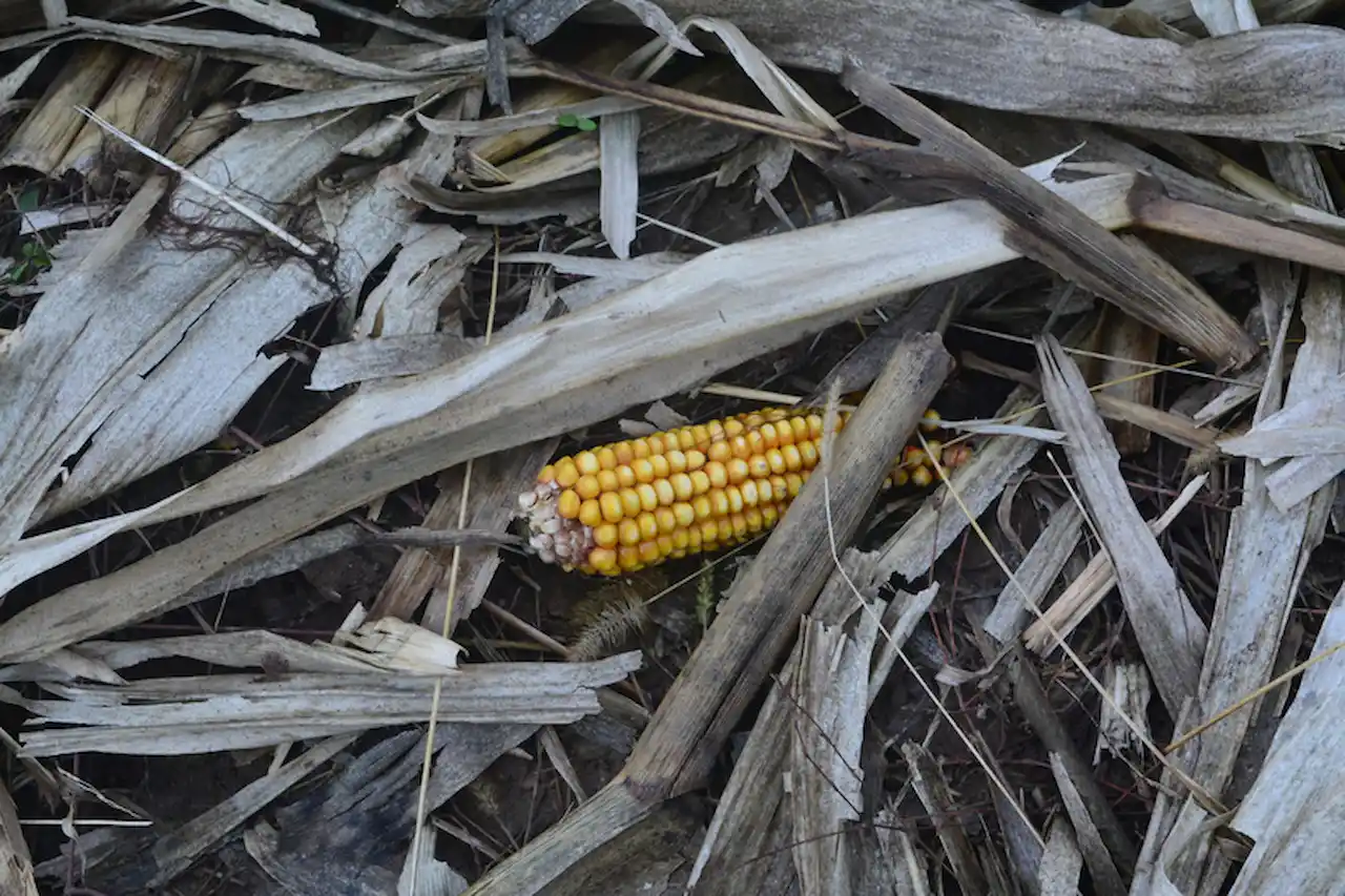 ¿Otra crisis alimentaria global? Plantación de maiz quemada por la sequía / Foto: Grain