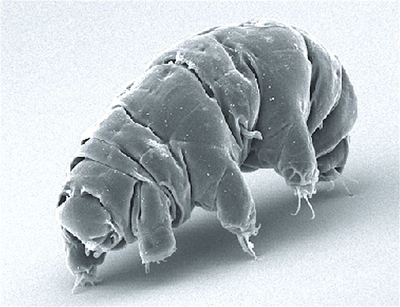 Ejemplar de un tardígrado fotografiado mediante un telescopio electrónico. los miles de de animales microscópicos esparcidos  / Foto: Wikipedia