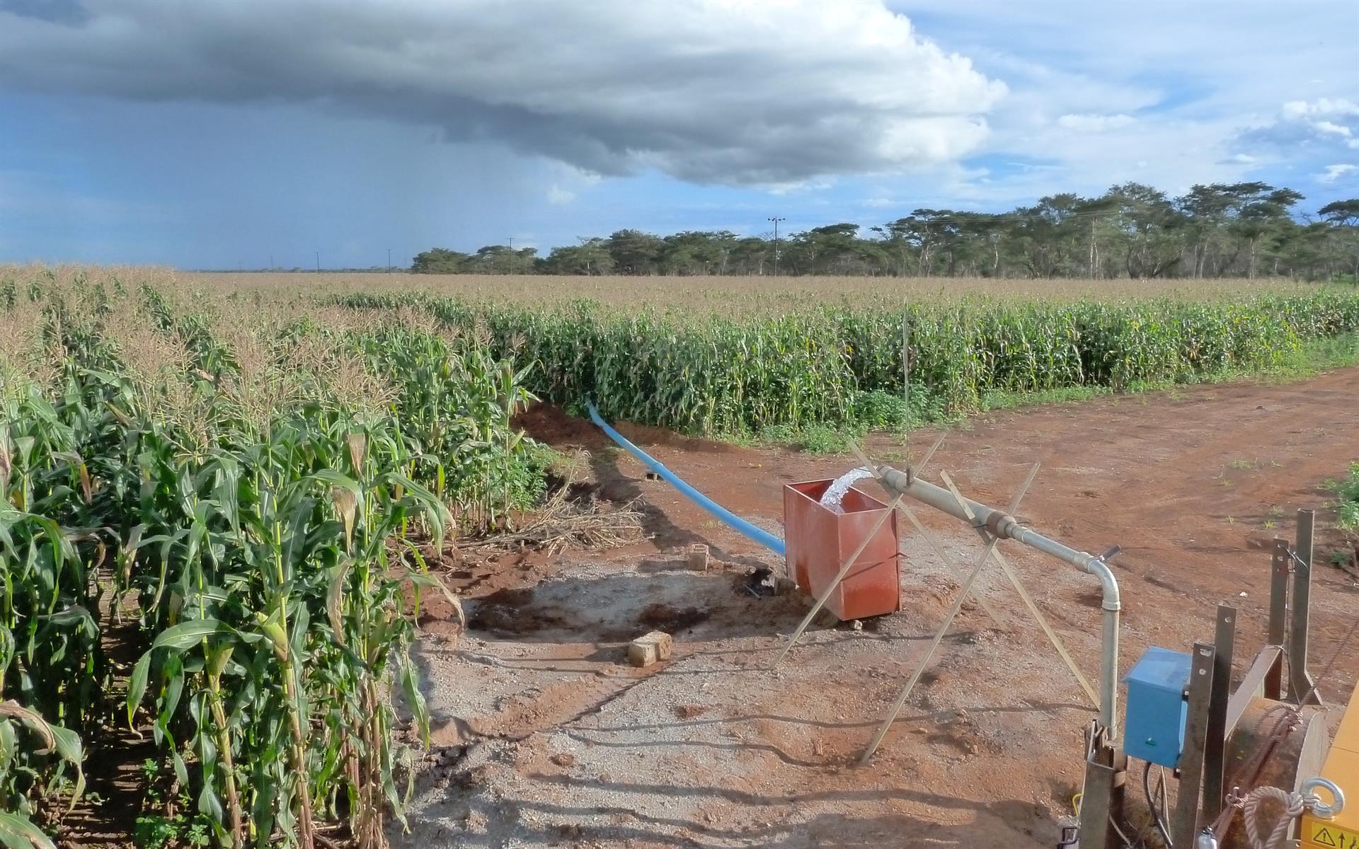 Cultivos regados con agua procedente del subsuelo / Foto: UCL