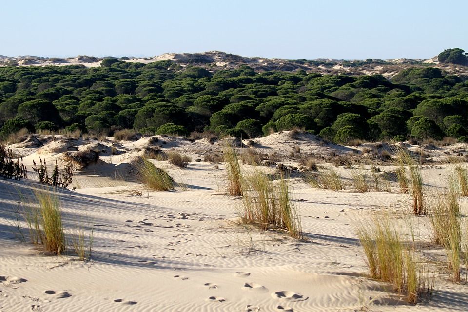 Paisaje típico de dunas avanzando sobre pinares en la costa del parque / Foto: Barbee Anne