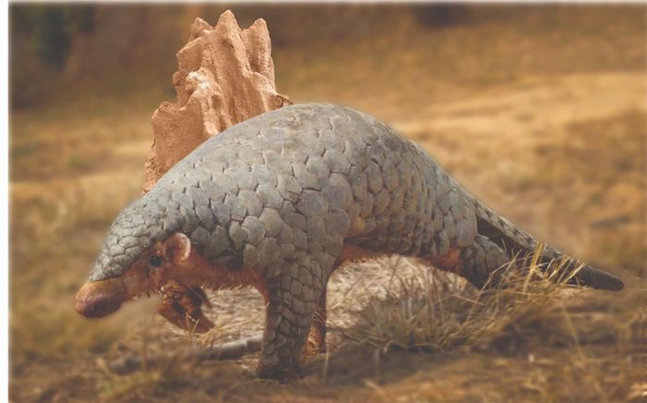 'Manis aurita', la especie de pangolín recientemente designada / Imagen: Tulshi Laxmi Suwal