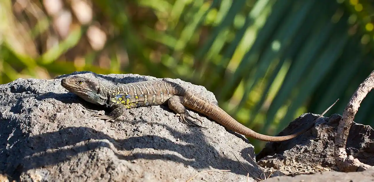 Lagarto tizón 'Gallotia galloti' amenazado por las colonias de gatos en Tenerife / Foto: WMC