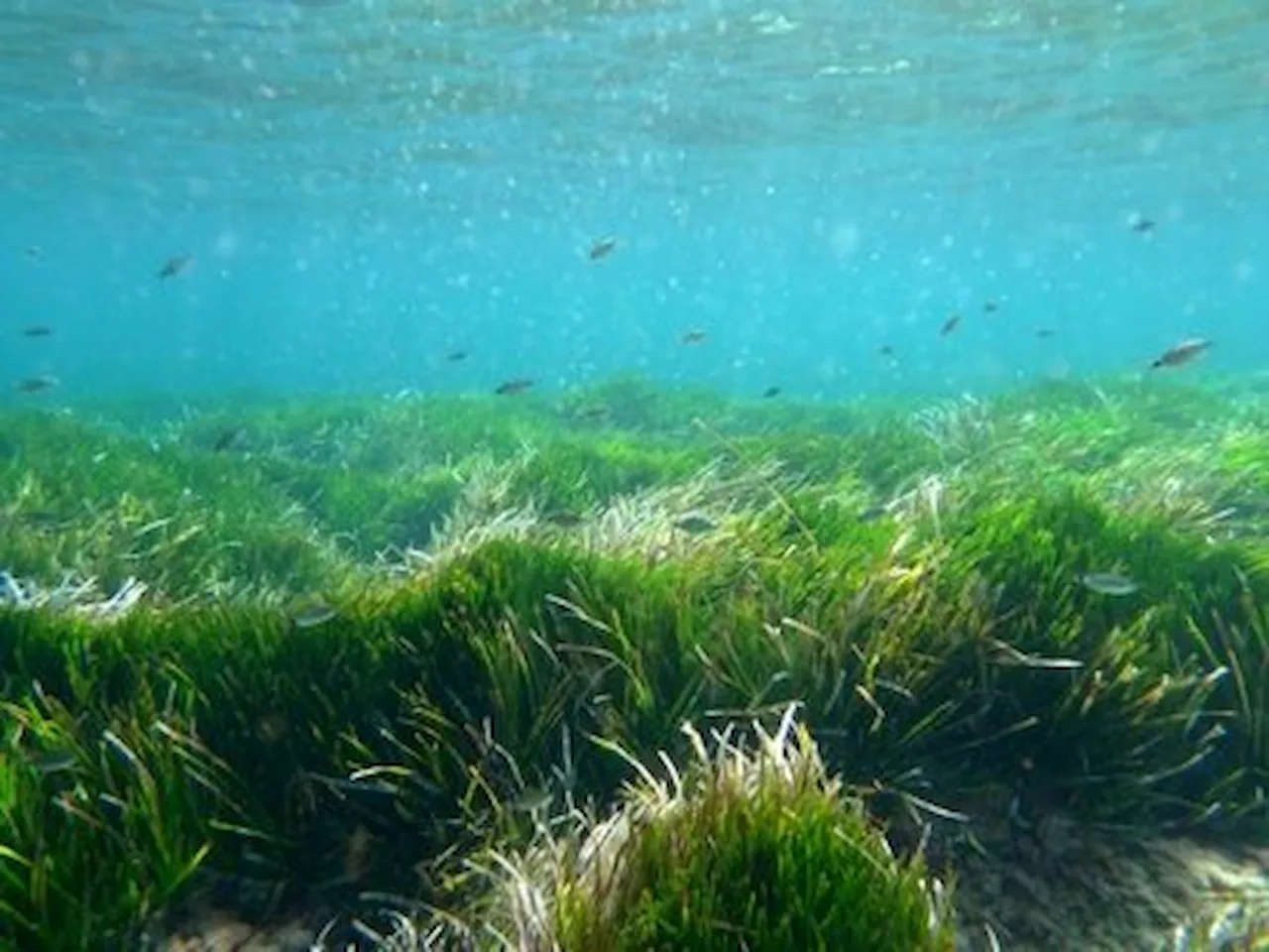 El estrés térmico "degrada" las praderas de Posidonia / Foto: EP El estrés térmico "degrada" las praderas de Posidonia / Foto: EP