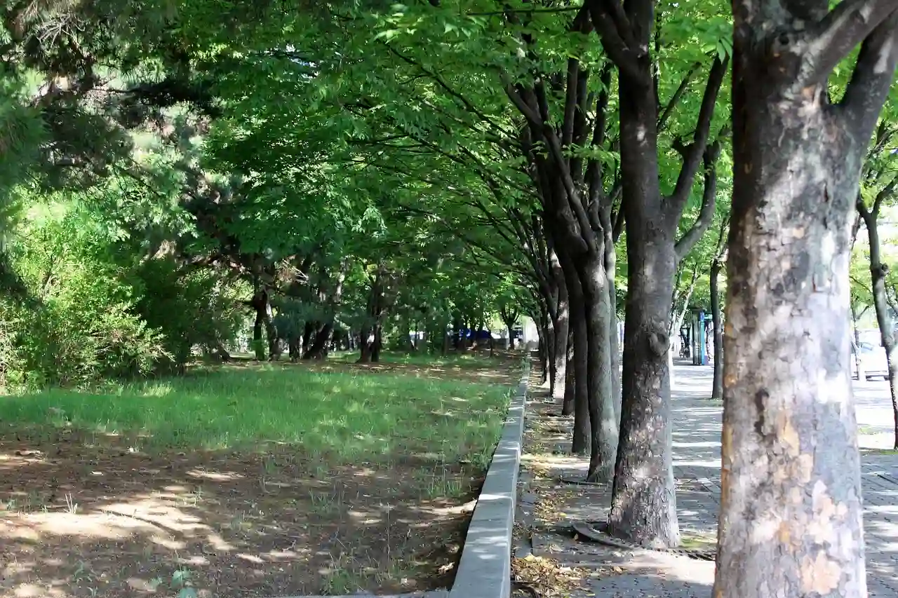 Los bosques urbanos se consolidan como infraestructura esencial para afrontar la emergencia climática en las ciudades / Foto: PB