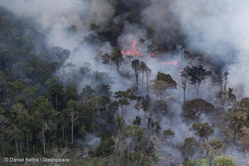 La magnitud de la destrucción es la mayor desde que se tienen registros / Foto: Daniel Beltrá - Greenpeace