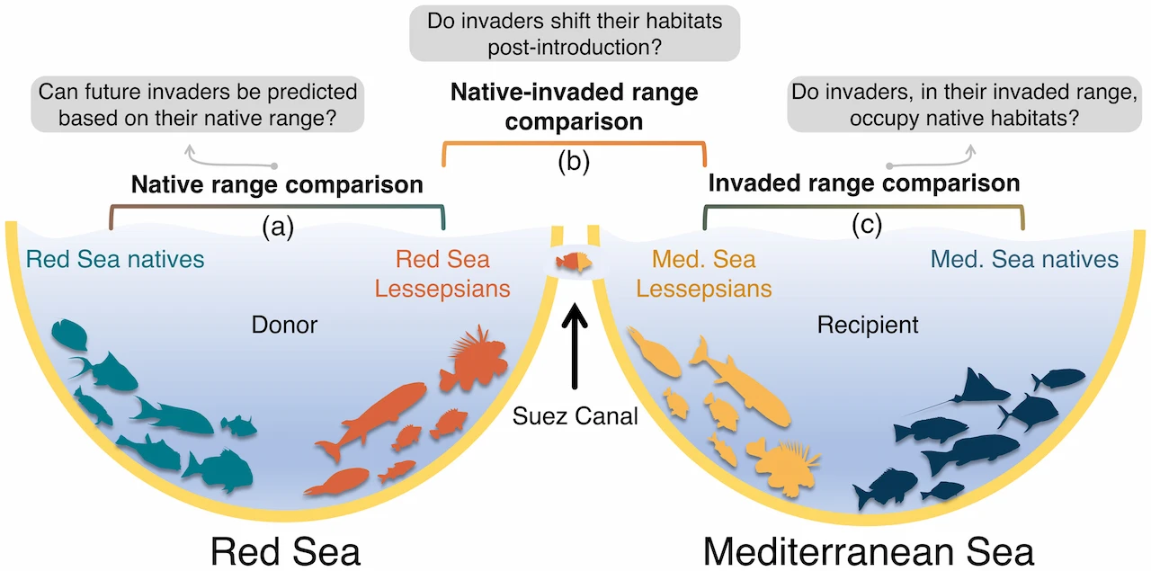 Migración de especies desde el Mar Rojo al Mediterráneo / Imagen: JAE Migración de especies desde el Mar Rojo al Mediterráneo / Imagen: JAE