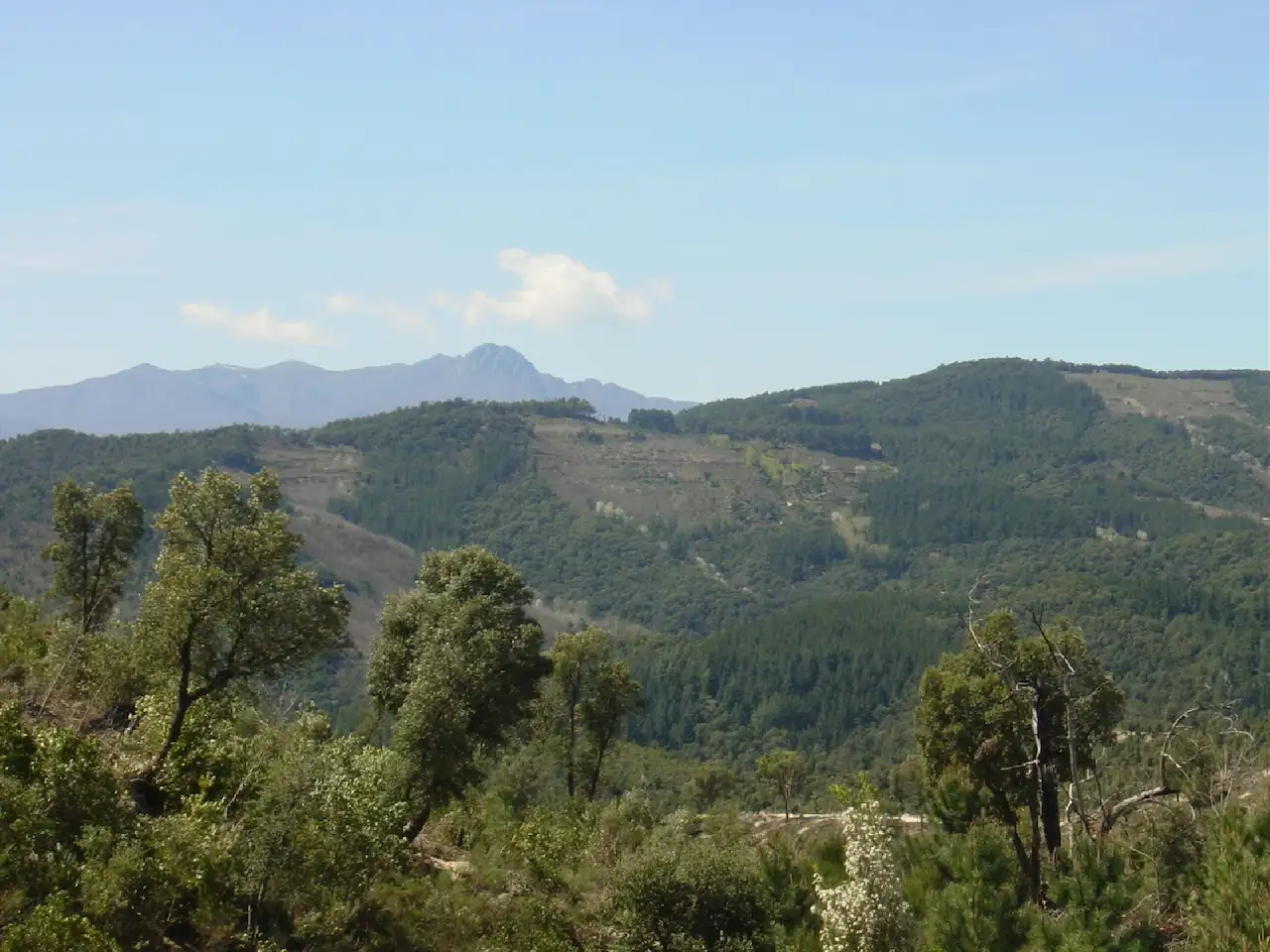El Consorci Forestal de Catalunya reclama priorizar el nuevo Plan General Forestal / Foto: CFC El Consorci Forestal de Catalunya reclama priorizar el nuevo Plan General Forestal / Foto: CFC