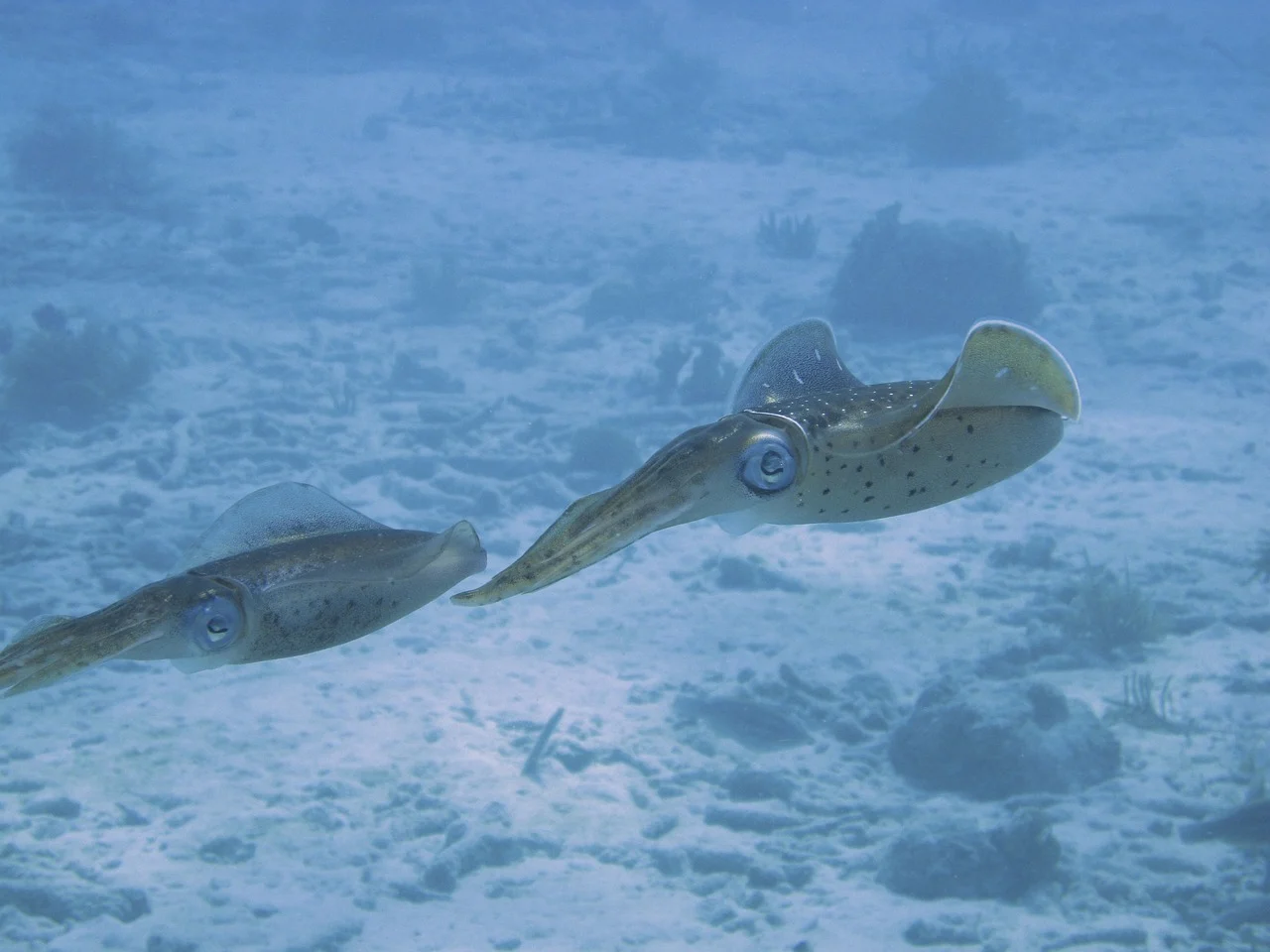 Consecuencias de la acidificación de los océanos para el futuro de los calamares y otros cefalópodos / Foto: PB Consecuencias de la acidificación de los océanos para el futuro de los calamares y otros cefalópodos / Foto: PB