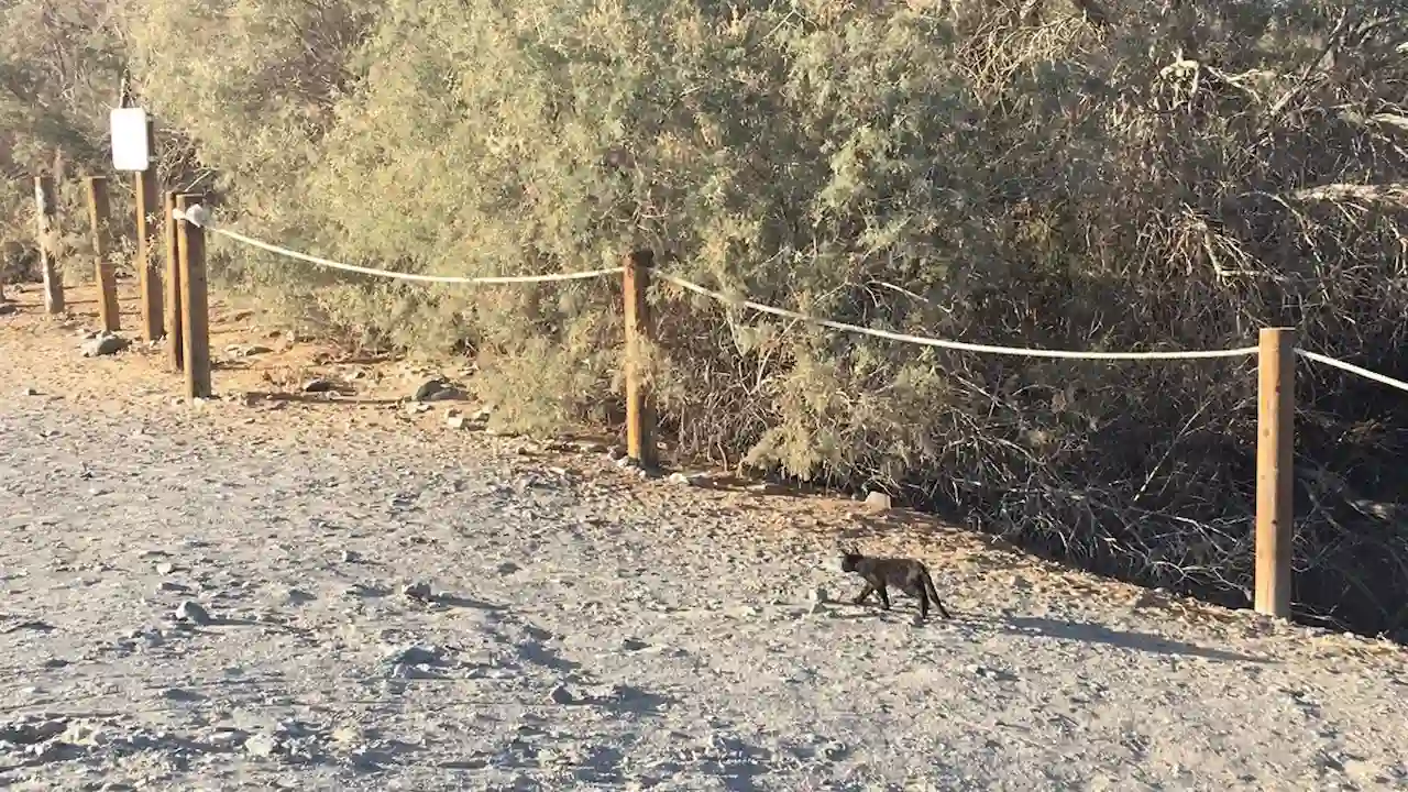 La liberación de gatos en la isla de La Graciosa / Foto: EP