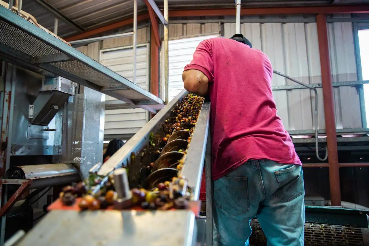 Un operario supervisa el procesado de frutos de café, uno de los sectores analizados. Solo el 13% de las grandes corporaciones fija compromisos verificables con la naturaleza / Foto: FP