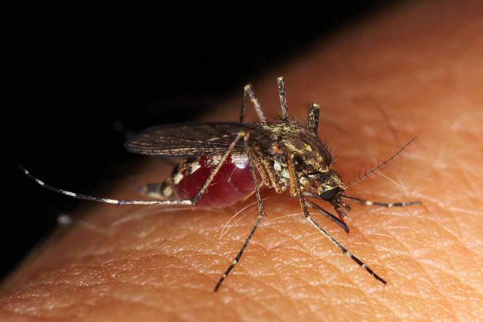 Una hembra de mosquito atiborrándose de sangre de un ser humano / Foto: Emphyrio