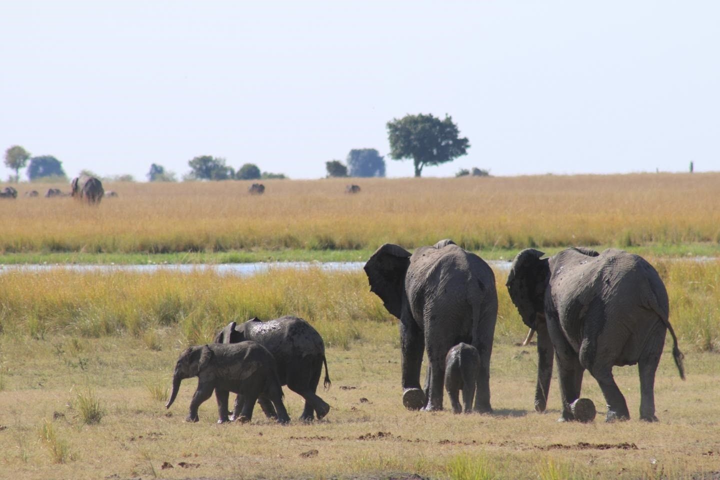Ejemplares de elefantes de la sabana africana / Foto: Monique Sosnowski