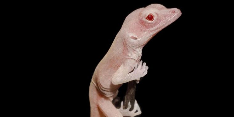 Cría de lagarto albino con el ADN manipulado por los investigadores / Foto: Doug Menke
