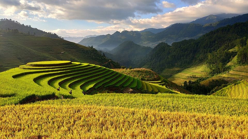 Arrozales como este de Vietnam colonizan el Sudeste asiático desde hace milenios / Foto: motlancuoi2018