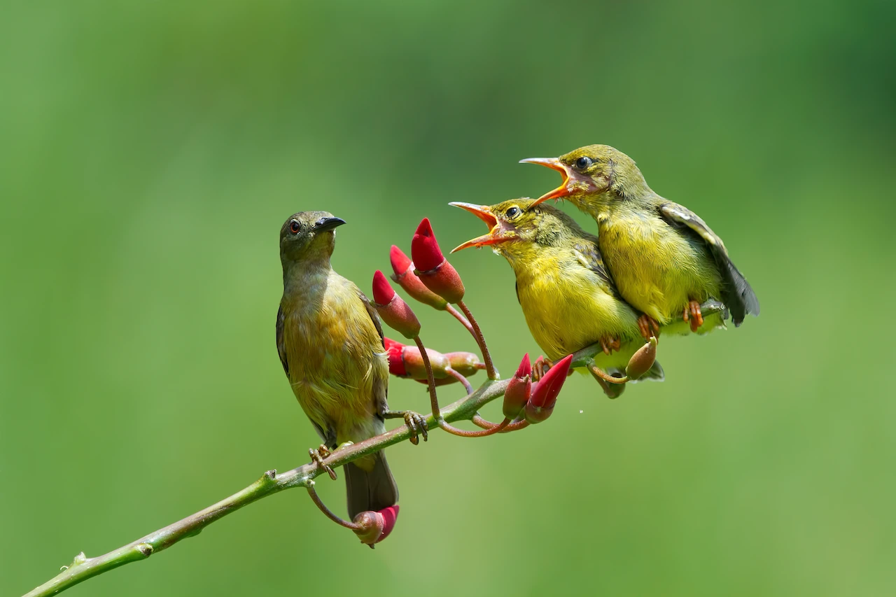 Suimanga dorsioliva ('Cinnyris jugularis') alimentando a sus pollos; las aves paseriformes evolucionaron en estallidos ligados a los cambios del clima / Foto: FP Suimanga dorsioliva ('Cinnyris jugularis') alimentando a sus pollos; las aves paseriformes evolucionaron en estallidos ligados a los cambios del clima / Foto: FP