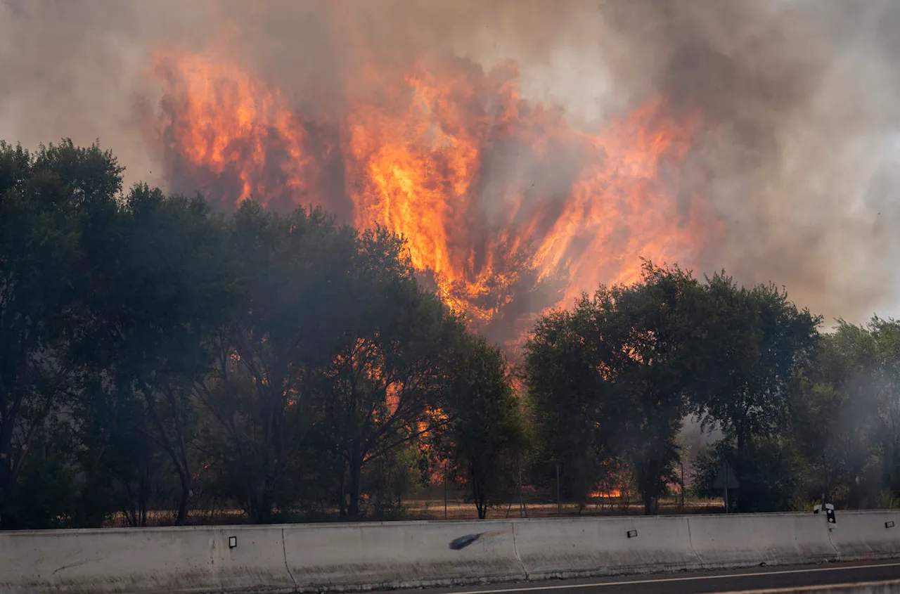 Incendio forestal, en la carretera M 206 entre Torrejón de Ardoz y Loeches, a 23 de julio de 2026, en Madrid (España) / Foto: EP