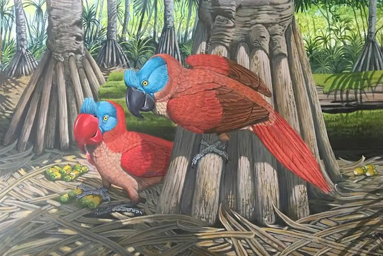 El loro de pico ancho (Lophopsittacus mauritianus), era endémica de la isla Mauricio. Se extinguió en el siglo XVII / Imagen: Julian Hume