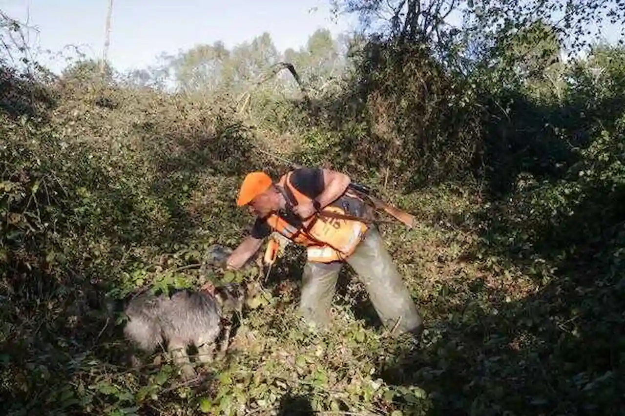 Autorizada la caza sin limites del jabalí en Galicia / Foto: EP