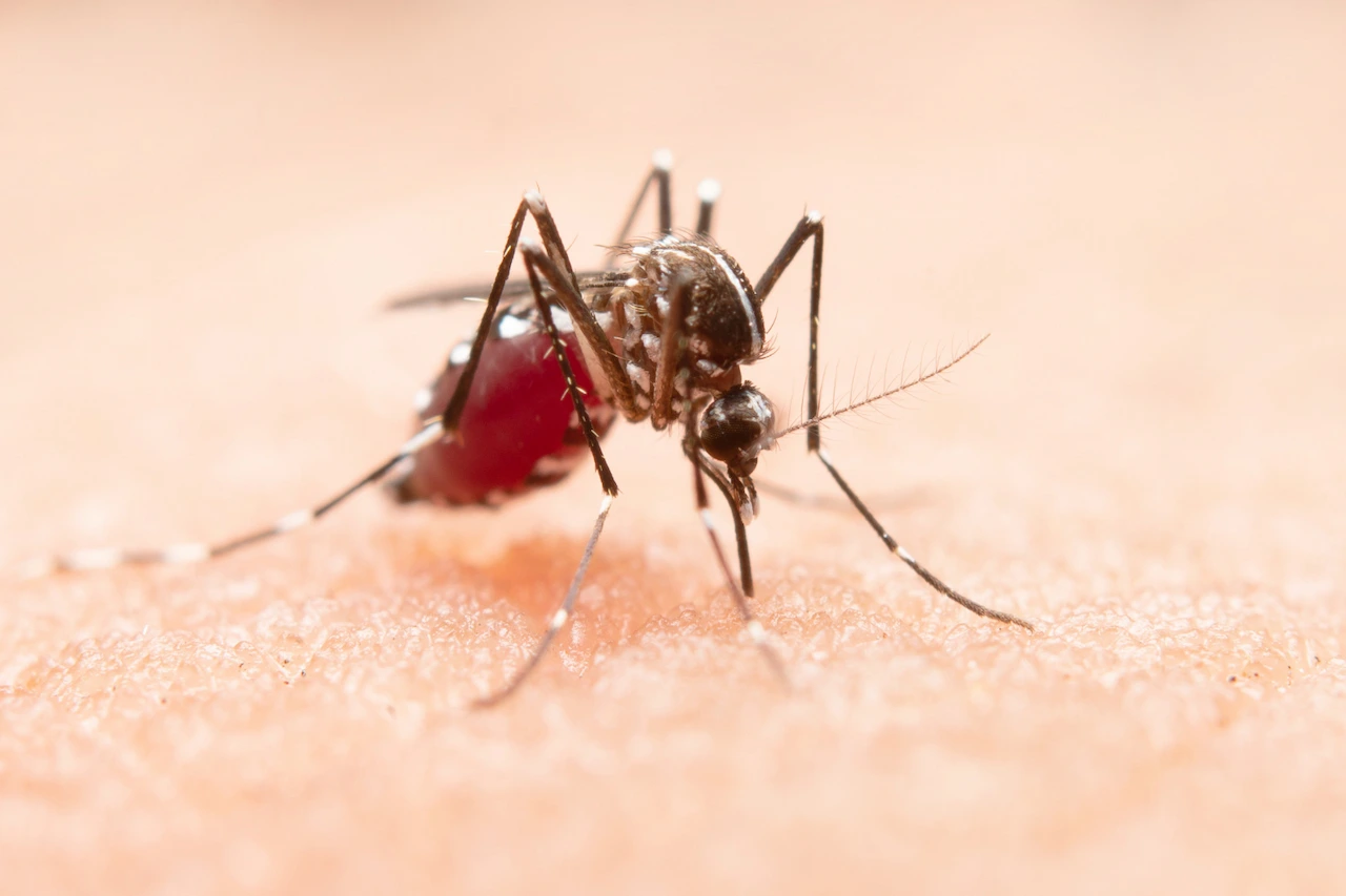 A través de Mosquito Alert cualquier persona puede enviar fotografías de mosquitos / Foto: FP