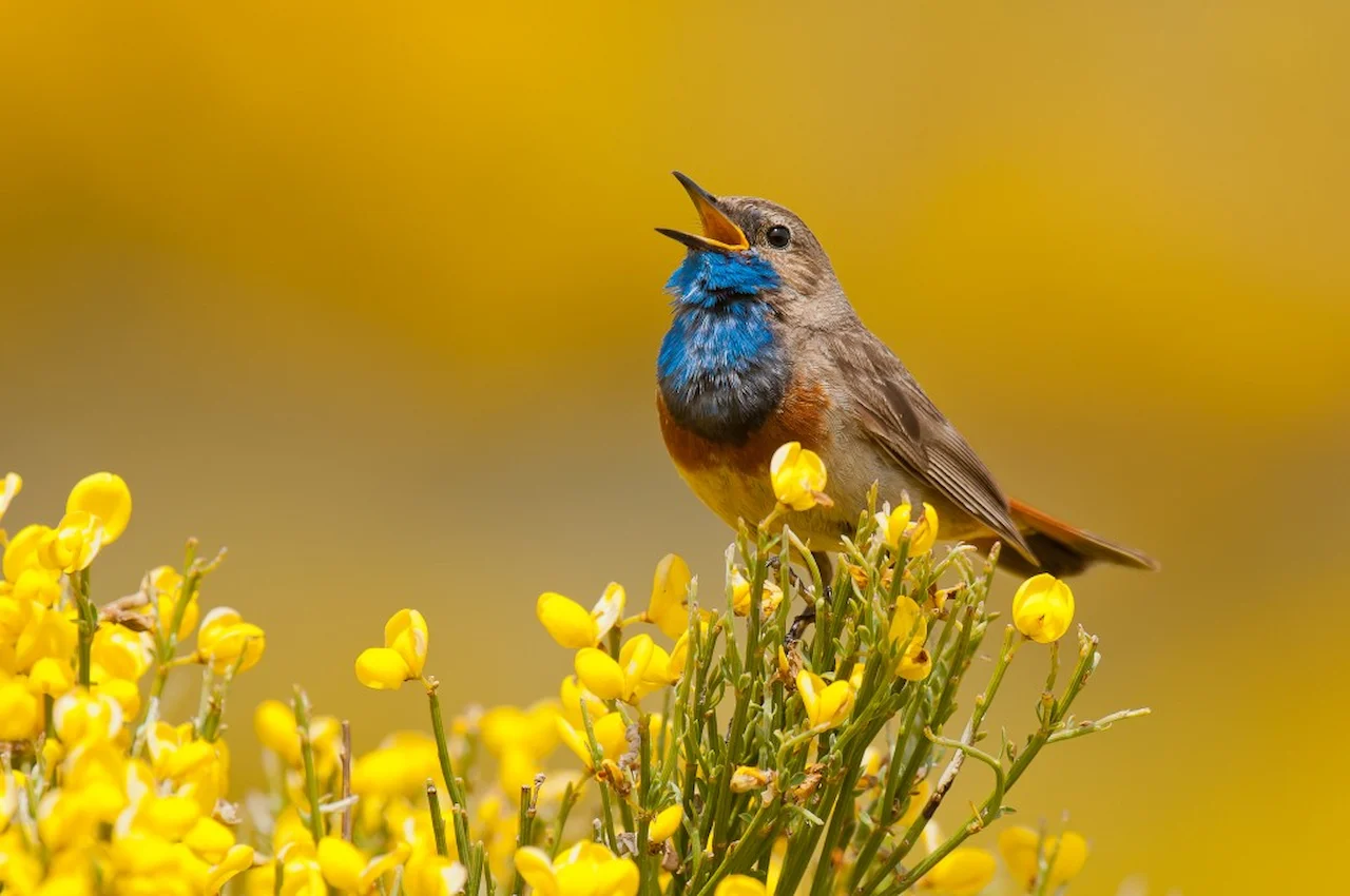El canto entre las aves hace de barrera a la hibridación. Ruisenor pechiazul / Foto: Jorge Remacha-SEO/BirdLife