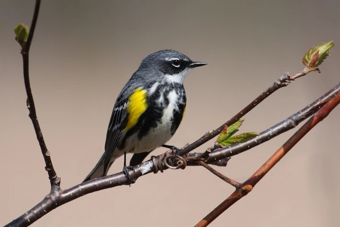Reinita culiamarilla ( Setophaga coronata ), una de las especies de aves con mayores tasas de hibridación (1)