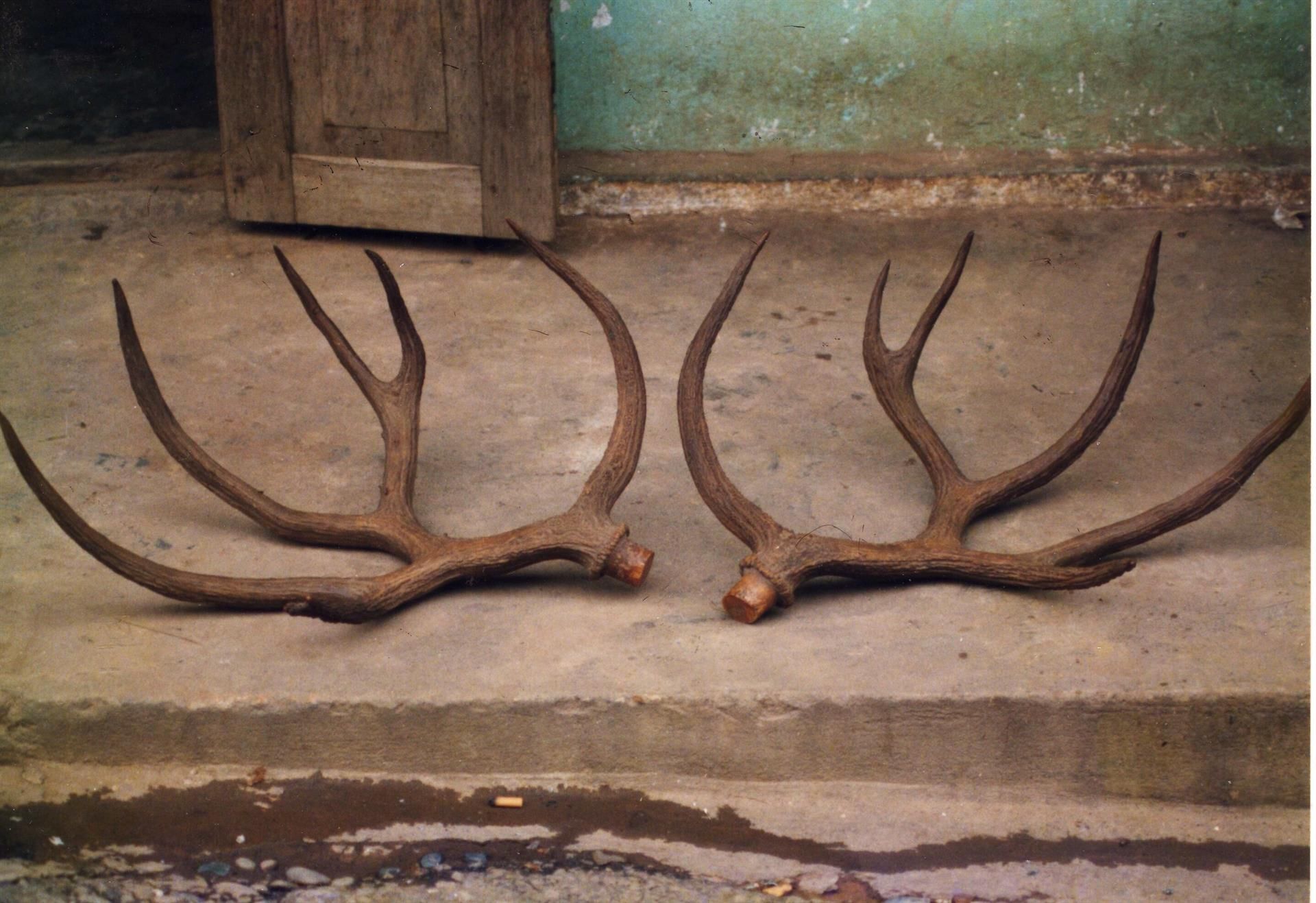 Las cornamentas halladas en 1991 por un camionero laosiano / Foto: Gary Galbreath - Northwestern University