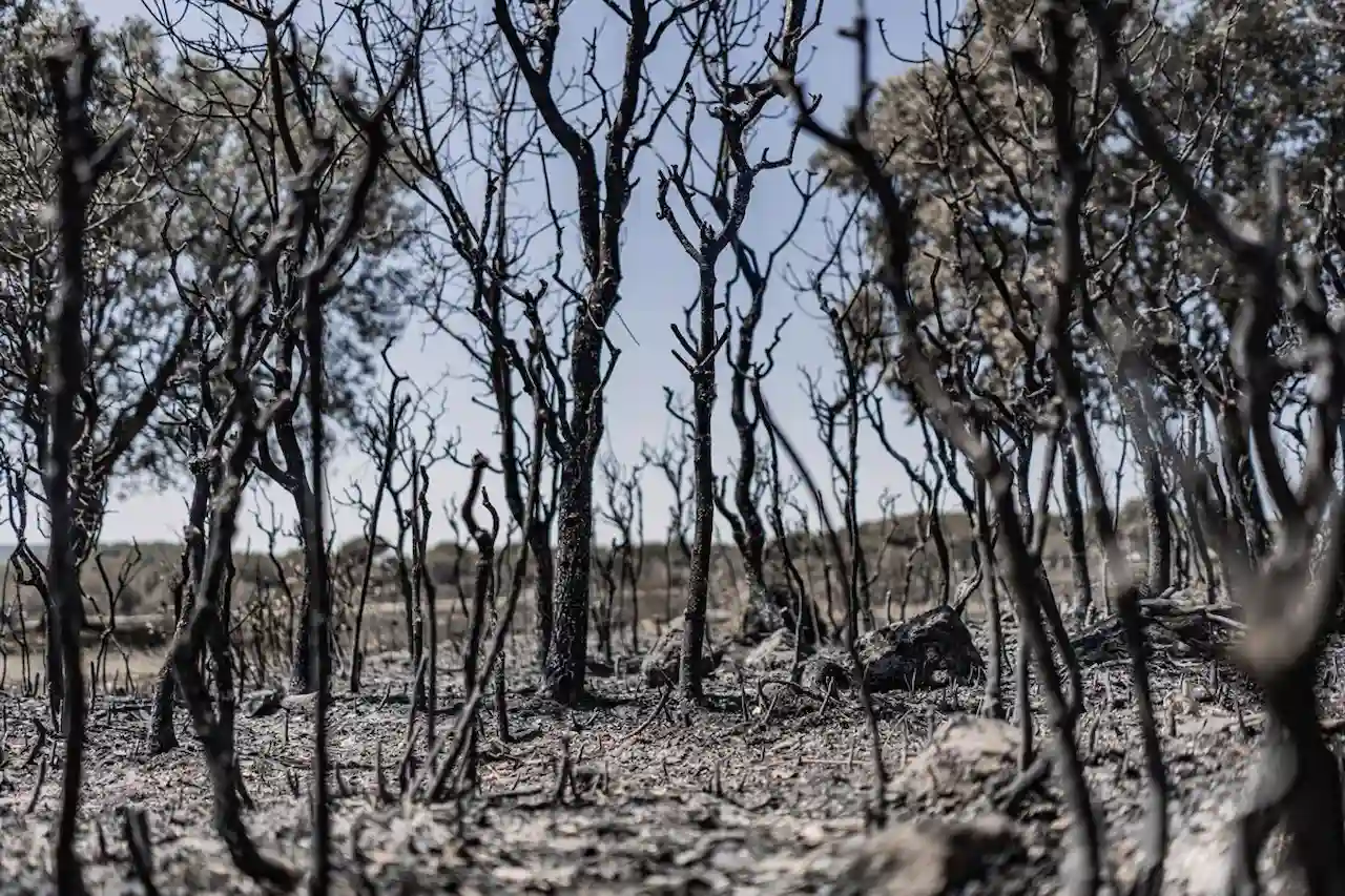Vista una semana después de que llegara el fuego, a 1 de agosto de 2026, en La Adrada, Castilla y León (España) / Foto: EP Vista una semana después de que llegara el fuego, a 1 de agosto de 2026, en La Adrada, Castilla y León (España) / Foto: EP