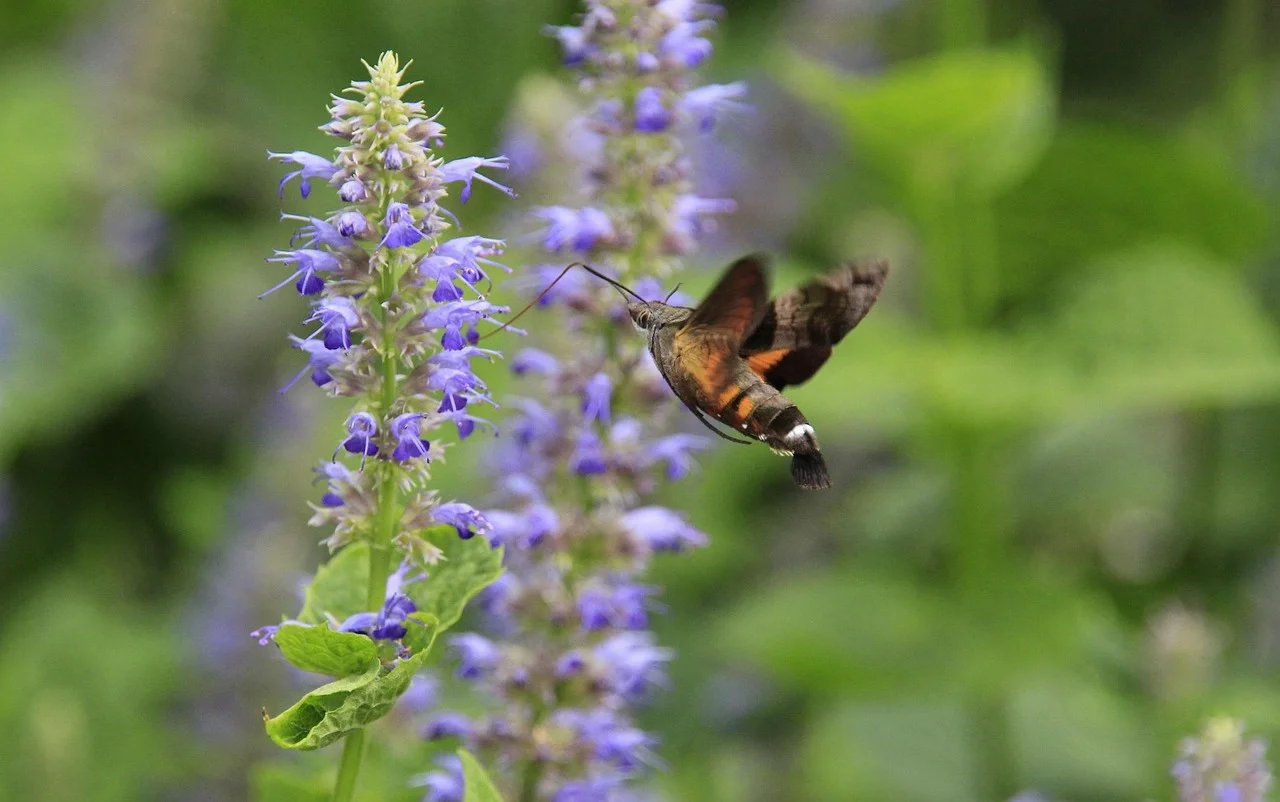 Esfinge colibrí 'Macroglossum stellatarum' es un insecto crepuscular / Foto:  WMC