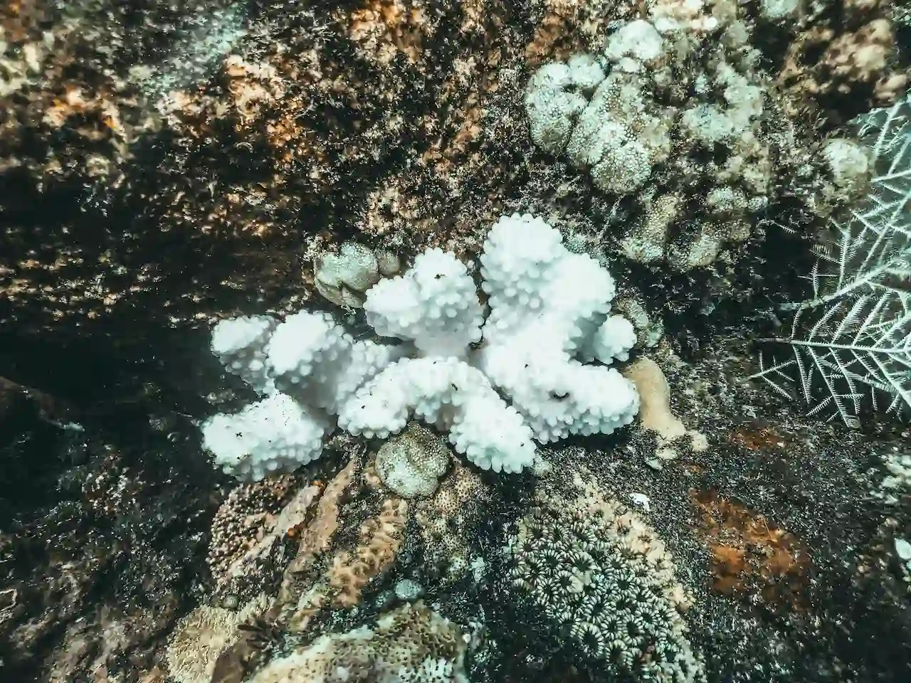 Una colonia de coral blanqueado entre corales aún pigmentados, uno de los efectos directos del calor marino / Foto: PX