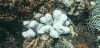 Una colonia de coral blanqueado entre corales aún pigmentados, uno de los efectos directos del calor marino / Foto: PX Una colonia de coral blanqueado entre corales aún pigmentados, uno de los efectos directos del calor marino / Foto: PX