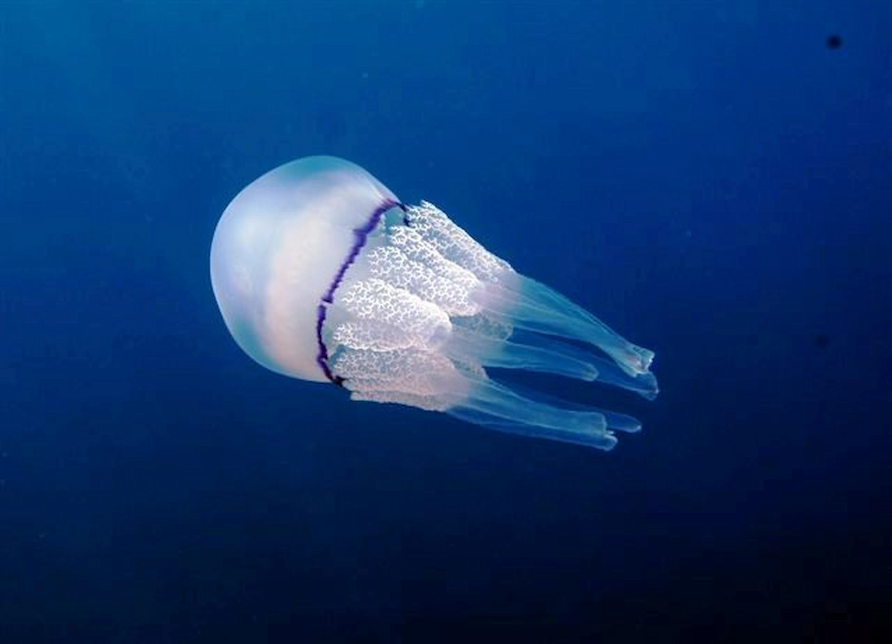 Medusa de la especie Rhizostoma pulmo, es una medusa grande del Mediterráneo / Foto: Wikimedia commons Medusa de la especie Rhizostoma pulmo, es una medusa grande del Mediterráneo / Foto: Wikimedia commons