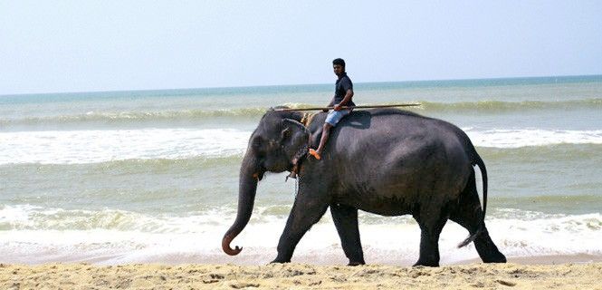 Un hombre subido a un elefante en una playa de Sri Lanka / Foto: Niroshan86