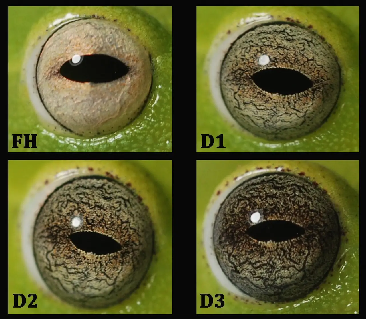 El iris de las ranas se oscurece de forma proporcional a la pérdida de agua / JEZ-A