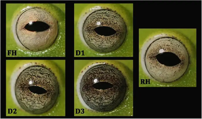 Variación progresiva en el oscurecimiento del iris en el ojo derecho de un individuo de Boana punctata a través de tratamientos de hidratación: FH: Hidratación completa; D1: 10 min de deshidratación; D2: 20 min de deshidratación; D3: 30 min de deshidratación; RH: 2 h de rehidratación.