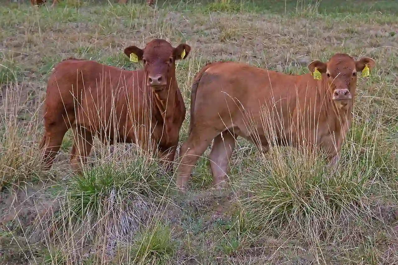 La escasez de pasto en el Norte de España / Foto: PB