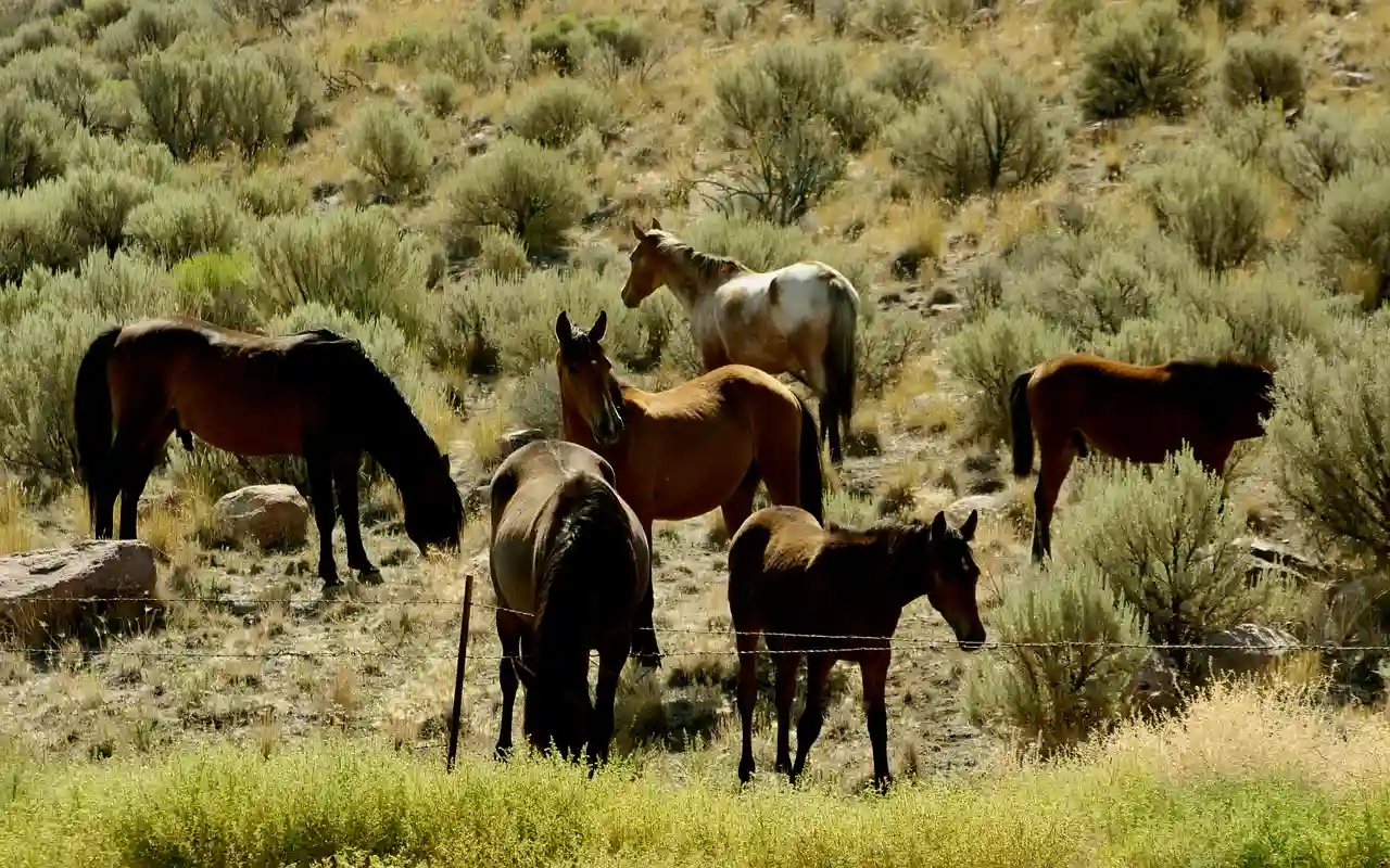 Detectan el virus del Nilo Occidental en caballos de Gran Canaria / Foto: PB