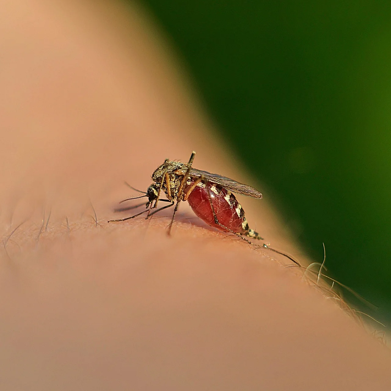 Día Mundial del Mosquito. El cambio climático, los viajes, el comercio y la urbanización están favoreciendo su propagación / Foto: EP Día Mundial del Mosquito. El cambio climático, los viajes, el comercio y la urbanización están favoreciendo su propagación / Foto: EP