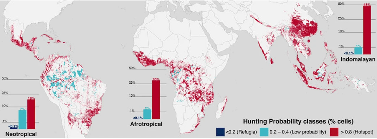 Mapa de la probabilidad de que haya caza en las áreas tropicales del planeta / Imagen: Nature Sustainabiility