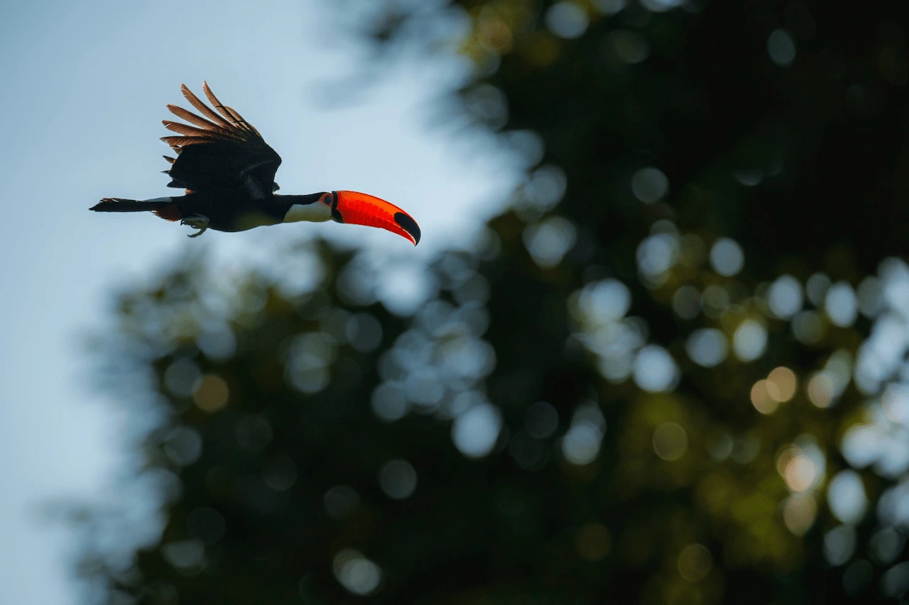 Un tucán toco ('Ramphastos toco') en vuelo en el Neotrópico, una de las regiones donde más ha crecido la probabilidad de caza entre 2000 y 2015 / Foto: FP Un tucán toco ('Ramphastos toco') en vuelo en el Neotrópico, una de las regiones donde más ha crecido la probabilidad de caza entre 2000 y 2015 / Foto: FP