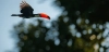 Un tucán toco ('Ramphastos toco') en vuelo en el Neotrópico, una de las regiones donde más ha crecido la probabilidad de caza entre 2000 y 2015 / Foto: FP
