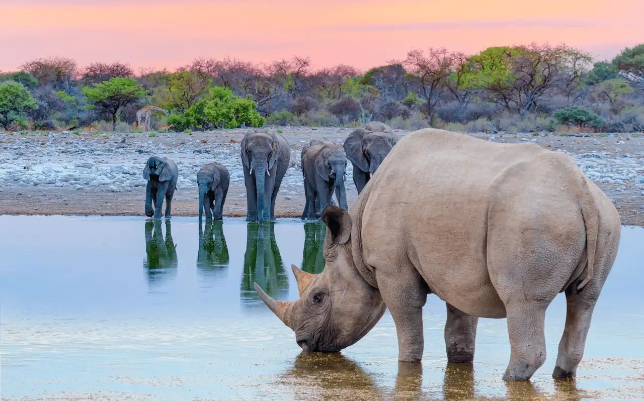 Un rinoceronte bebiendo agua frente a elefantes en el Parque Nacional de Etosha, Namibia / Foto: AS - CSIC