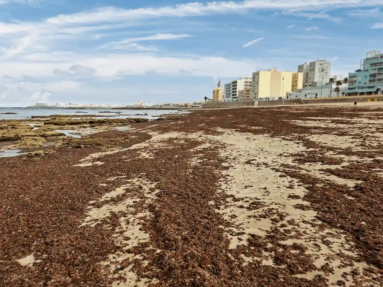 Arribazones de alga asiática en una playa de Cádiz, Andalucía (España) / Foto: CSIC Arribazones de alga asiática en una playa de Cádiz, Andalucía (España) / Foto: CSIC