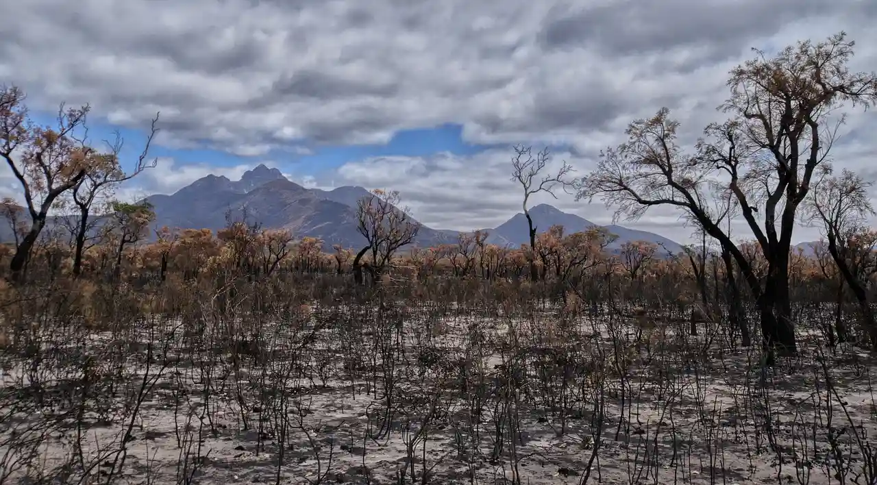Recuperación del suelo tras los incendios forestales / Foto: PB Recuperación del suelo tras los incendios forestales / Foto: PB