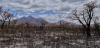 Recuperación del suelo tras los incendios forestales / Foto: PB