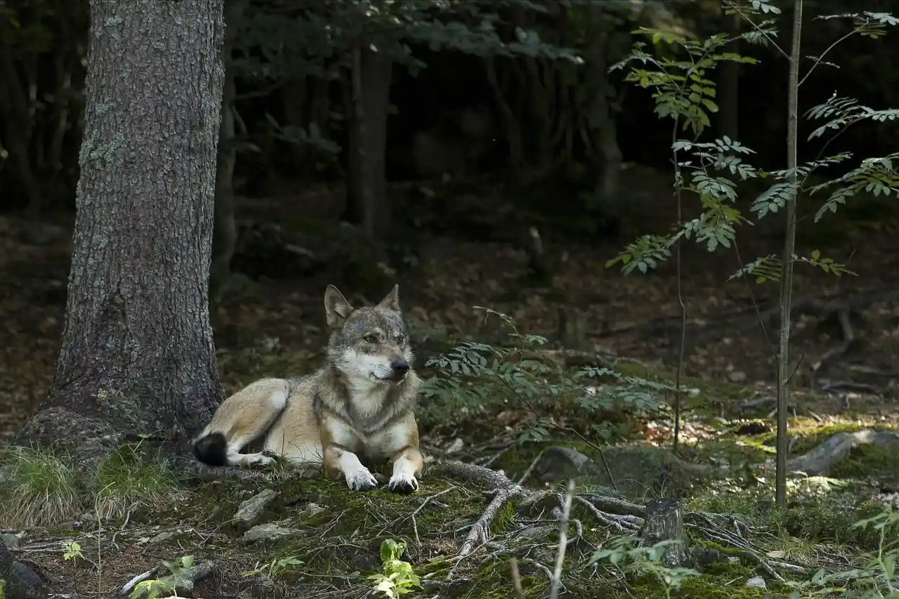 Ejemplar de lobo ibérico / Foto: PB Ejemplar de lobo ibérico / Foto: PB