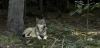 Ejemplar de lobo ibérico / Foto: PB