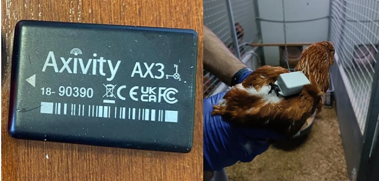 Una de las gallinas monitorizadas durante el eclipse de 12 de agosto / Foto:  UNIZAR